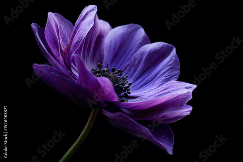 a purple flower with a black background