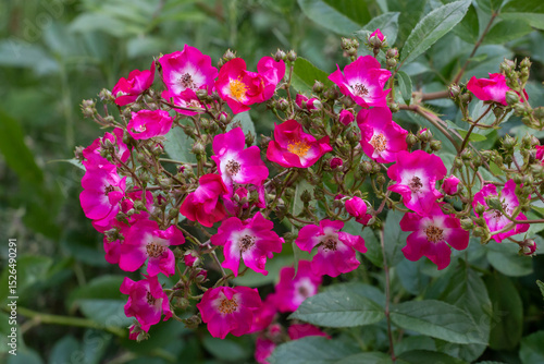 Blooming pink roses, Belgrade