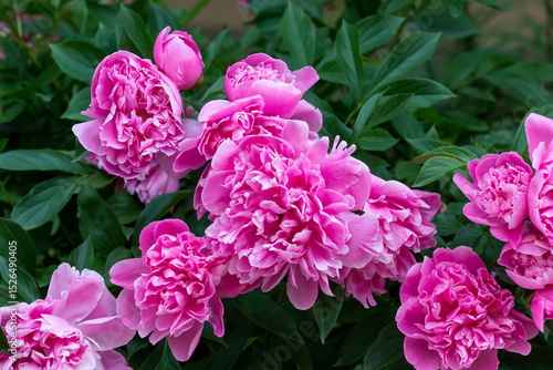 Blooming pink peony, Belgrade