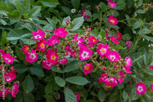 Blooming pink roses, Belgrade