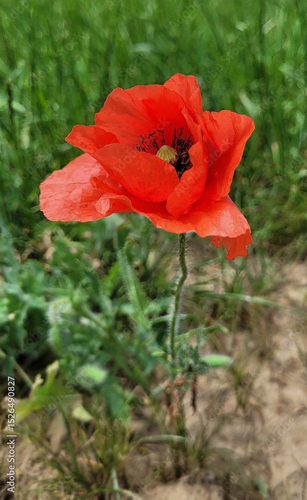 Fototapeta premium Red poppy flower close up
