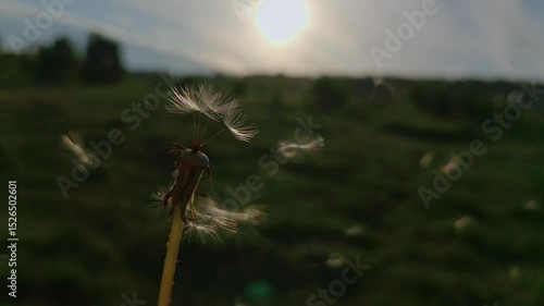 dandelion in the wind