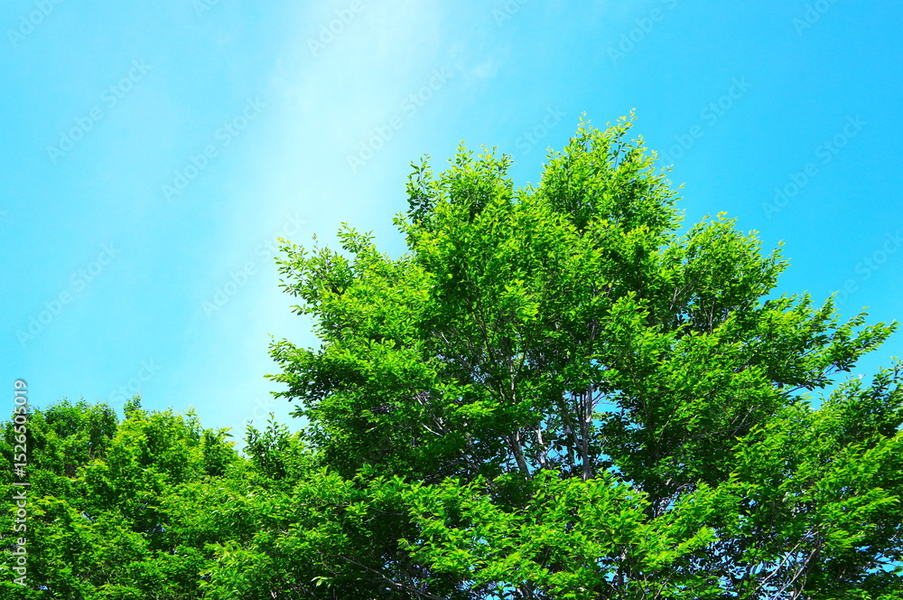 Fototapeta premium ブナの新緑と青空