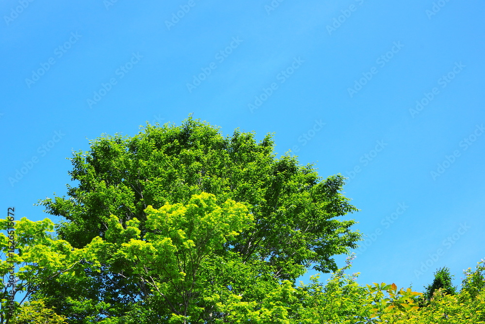 Fototapeta premium ブナの新緑と青空