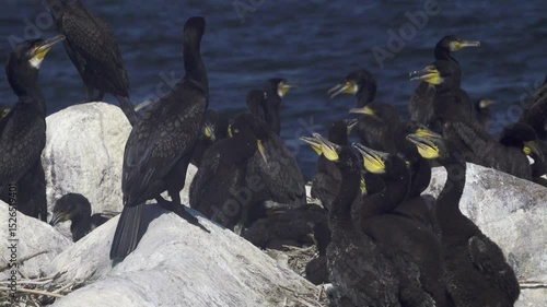 Life of cormorant (Phalacrocorax carbo sinensis) in Baltic. First half of fledgling period, Chick asks for food and vibrates its throat in process of transpiration of moisture, cooling (heat)