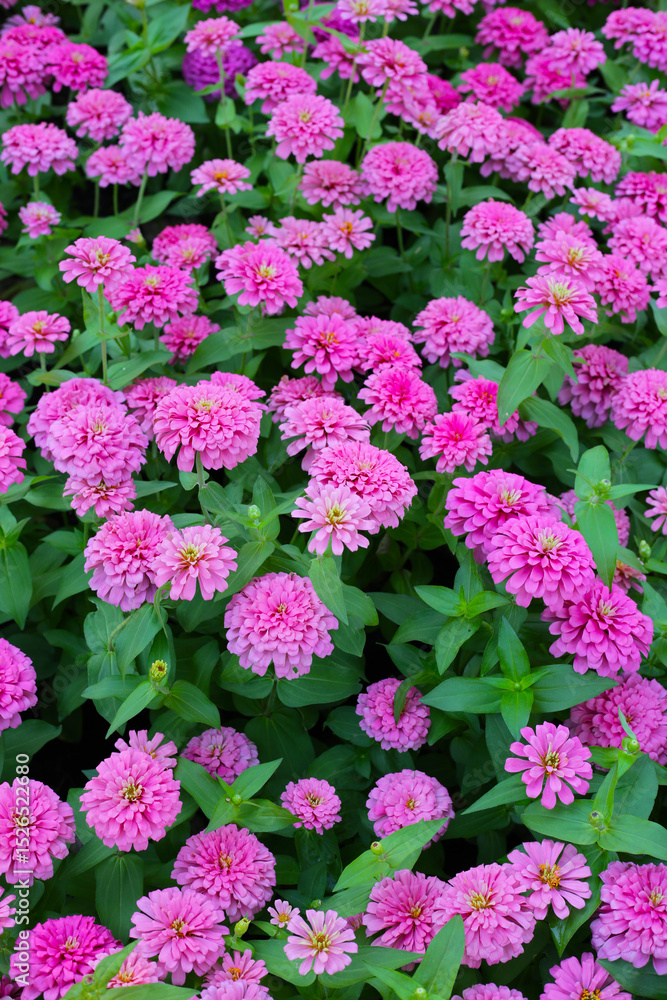 Blooming zinnia flowers in the field Blooming zinnia flowers in the field