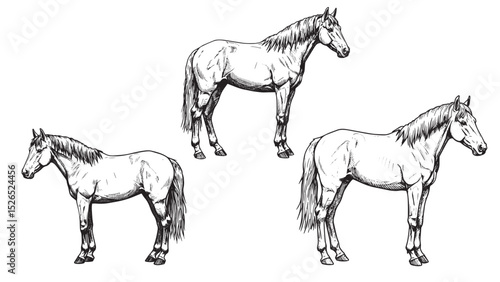 Engraved horse standing side view flowing mane muscular body classic vintage bold-line equestrian illustration