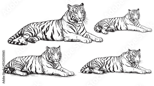 Engraved tiger lying calmly strong body detailed stripes relaxed pose vintage traditional wild illustration