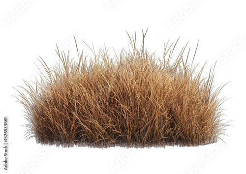 Close-up of dry, light brown grass tuft