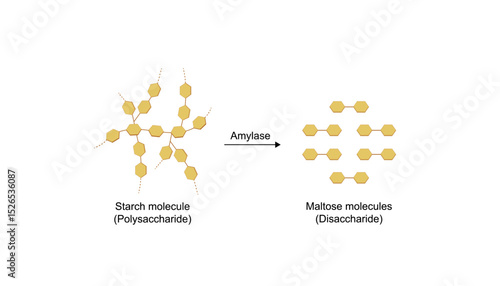 Carbohydrates digestion. Amylase enzyme catalyzes digestion of polysaccharide starch molecule to disaccharides maltose molecules. Scientific diagram. Vector illustration.