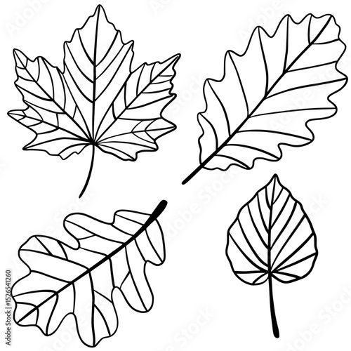 Black and white botanical leaf outlines illustration.  Black and white outline illustration of different leaf shapes, ideal for coloring books, education or botanical design.