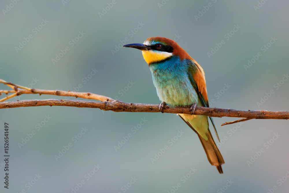Obraz premium Abejaruco europeo, Merops apiaster
