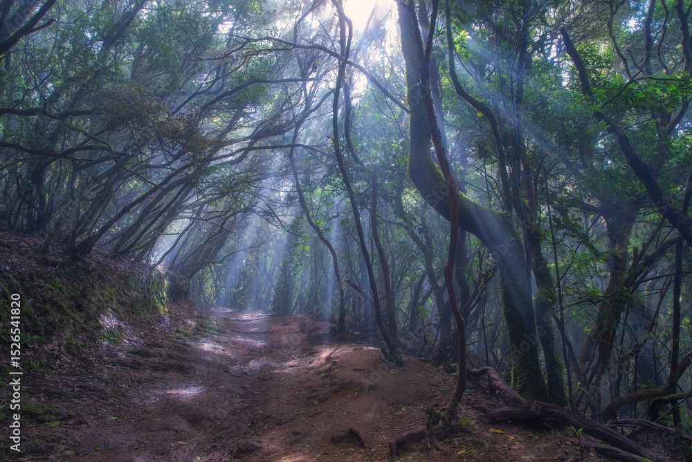 Fototapeta premium Bosque Laurisilva, Anaga, Tenerife 