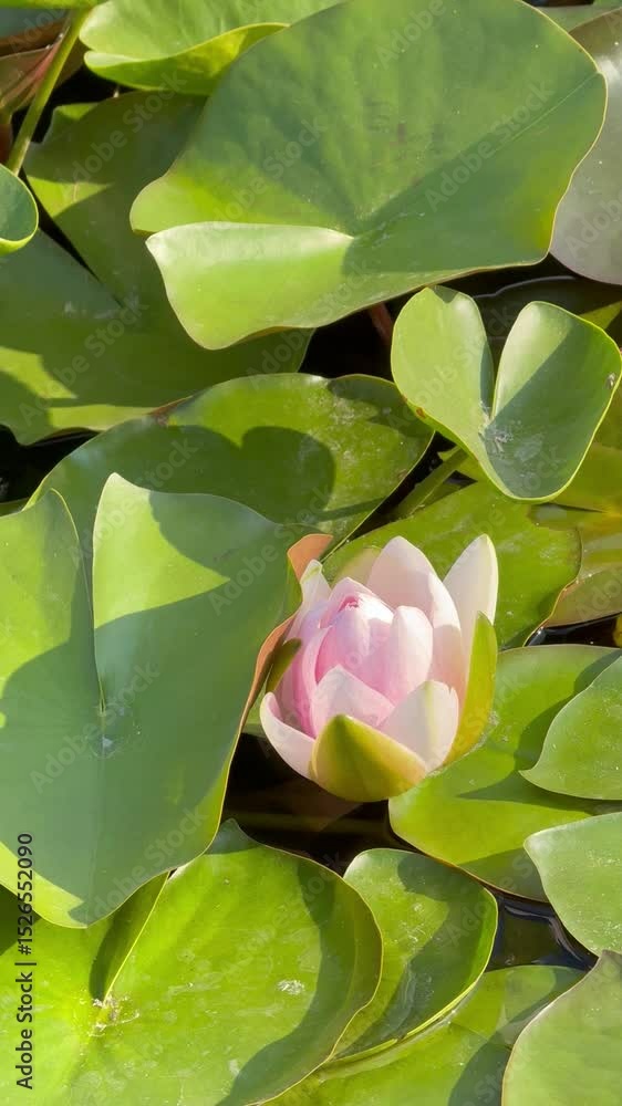 custom made wallpaper toronto digitalpink water lily blooming in the summer, beautiful flowers