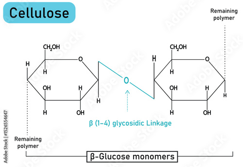 Cellulose Molecular Structure Vector Illustration – Polysaccharide Carbohydrate Polymer with β(1-4) Glycosidic Bonds, Glucose Monomers, Plant Cell Wall Component – Scientific Biochemistry Diagram