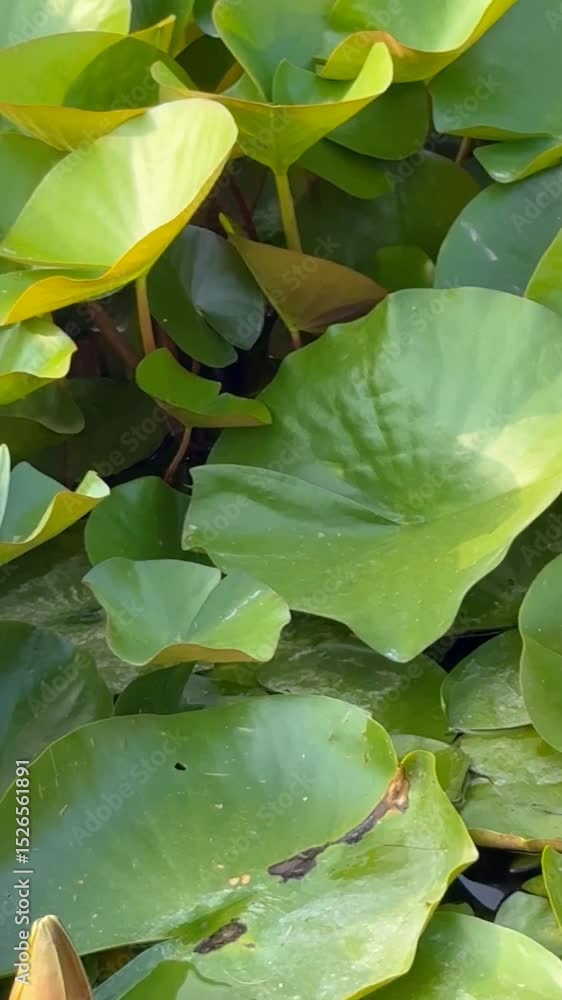 custom made wallpaper toronto digitalwater lily blooiming in summer, beautiful flowers