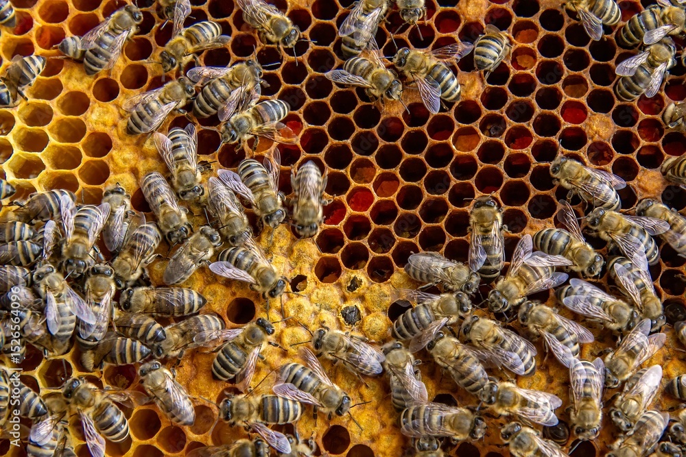 Busy Honeybees Working on Honeycomb Busy Honeybees Working on Honeycomb