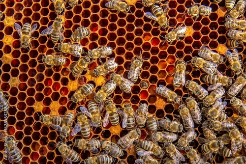 Photos Busy Honeybees Working on Honeycomb