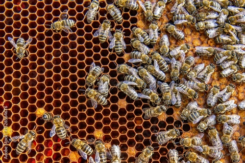 Fotografía Busy Honeybees Working on Honeycomb