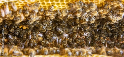 Photos Busy Honeybees Working on Honeycomb