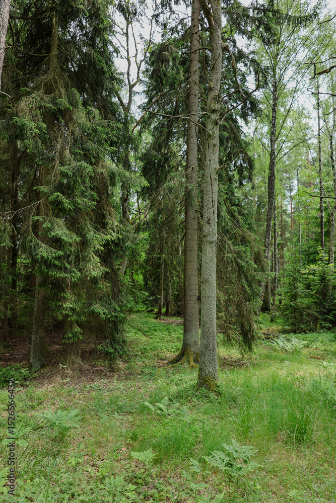 Fototapeta premium Dense pine forest with green undergrowth