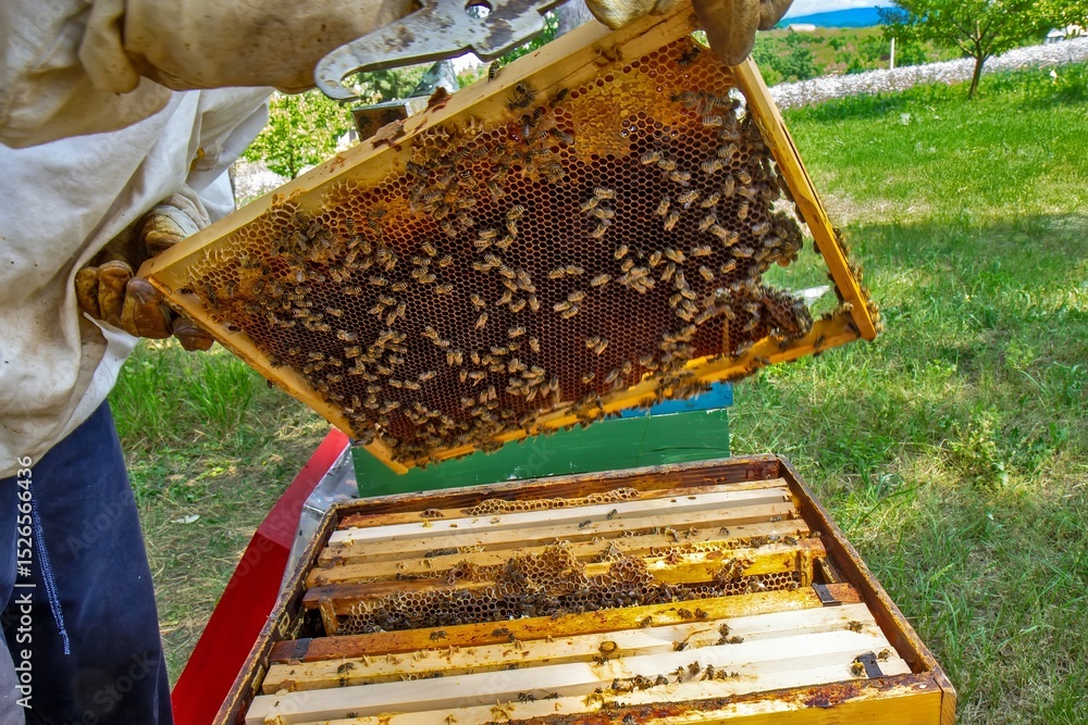 Beekeeper Inspecting Hive Frame Outdoors Beekeeper Inspecting Hive Frame Outdoors