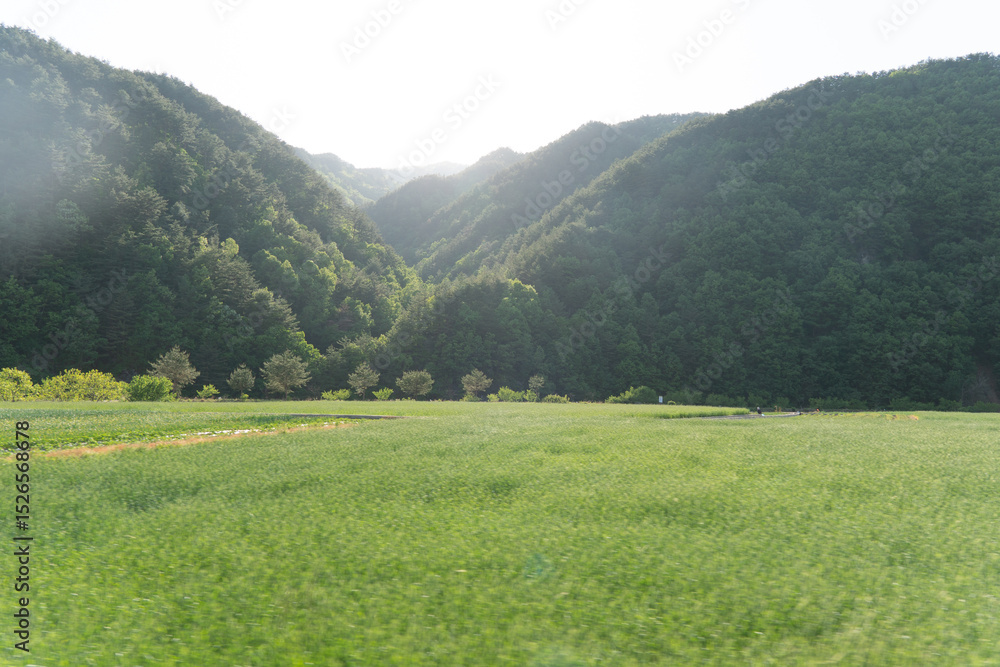 Fototapeta premium field