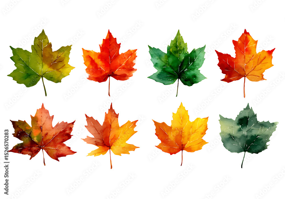 Fototapeta premium Eight watercolor maple leaves autumn colors fall foliage, On Transparent Background