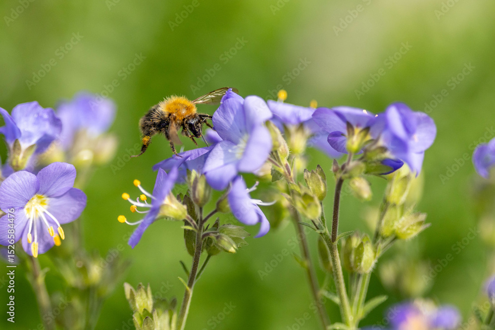 Fototapeta premium A bumblebee in mid-flight approaches vibrant blue wildflowers against a soft background.