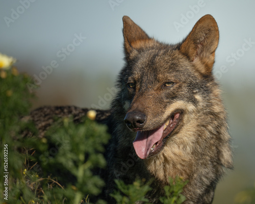 Iberian wolf portrait in the mountains