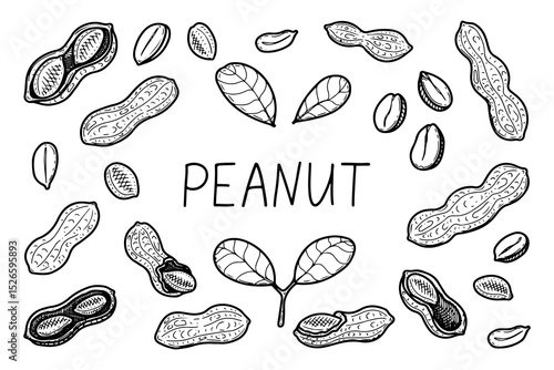 Peanut set. Hand drawn doodle vector. Fresh bean nut. Natural food. Organic ingredient in shell. Roasted kernels. Agricultural plant. Farm product. Illustration line art elements collection.