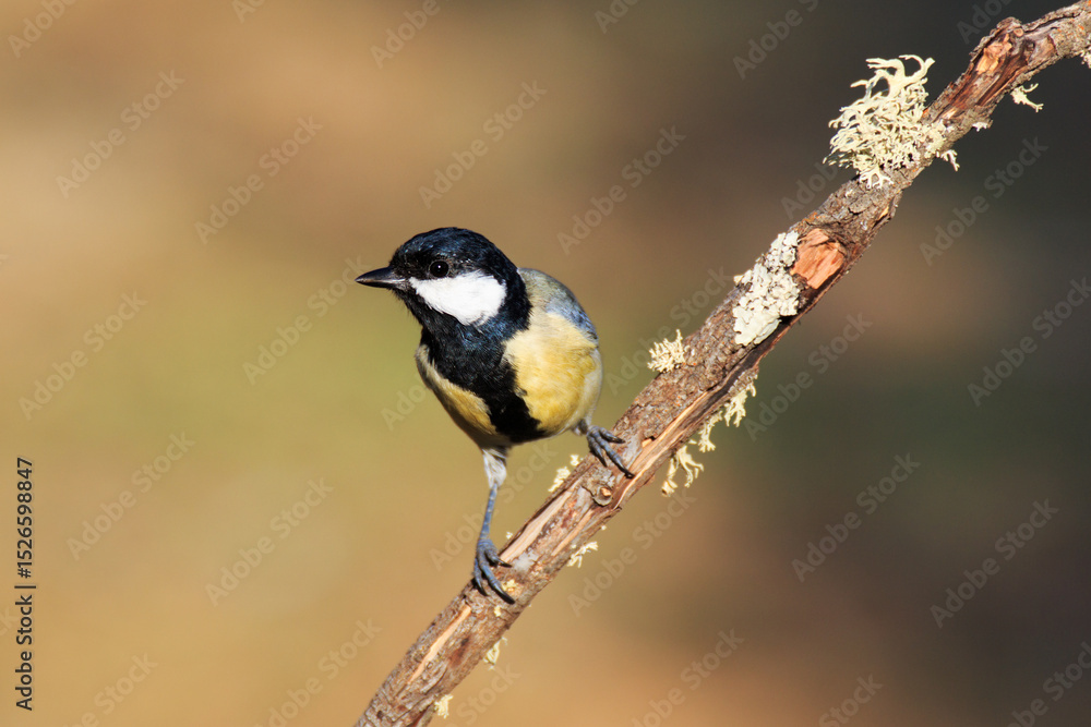 Obraz premium Carbonero común 