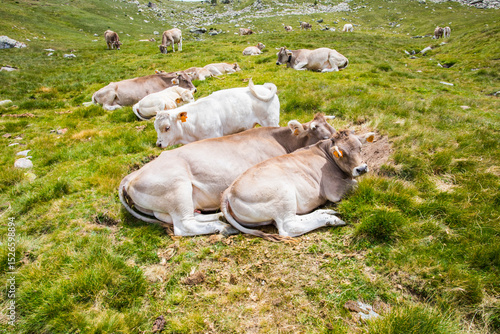 Obraz na płótnie Summer landscape in Vall de Boi in Aiguestortes and Sant Maurici National Park,