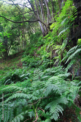 Bosque Laurisilva, La Palma, Canarias. 
