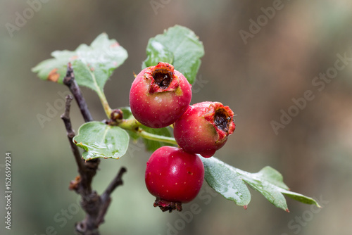 Foto Espino albar, fruto rojo