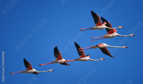 Obraz na płótnie Flamencos en vuelo en formación