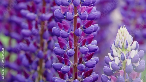 Blue purple coloured lupines flower plants in summer cottage garden