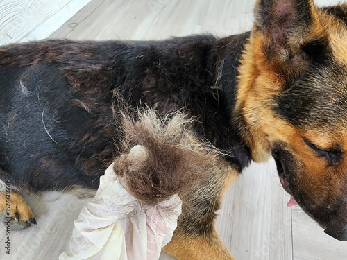 Dog hair loss has many causes, such as shedding or skin infections such as fungi, bacteria, parasites such as ticks, fleas, scabies mites, and malnutrition.