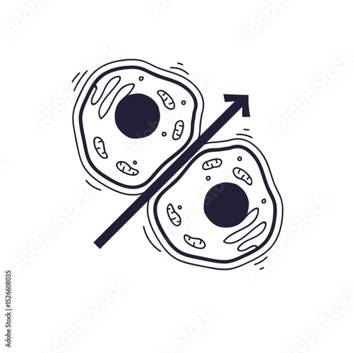 Illustration of cell division with two cells and an upward arrow symbolizing growth.