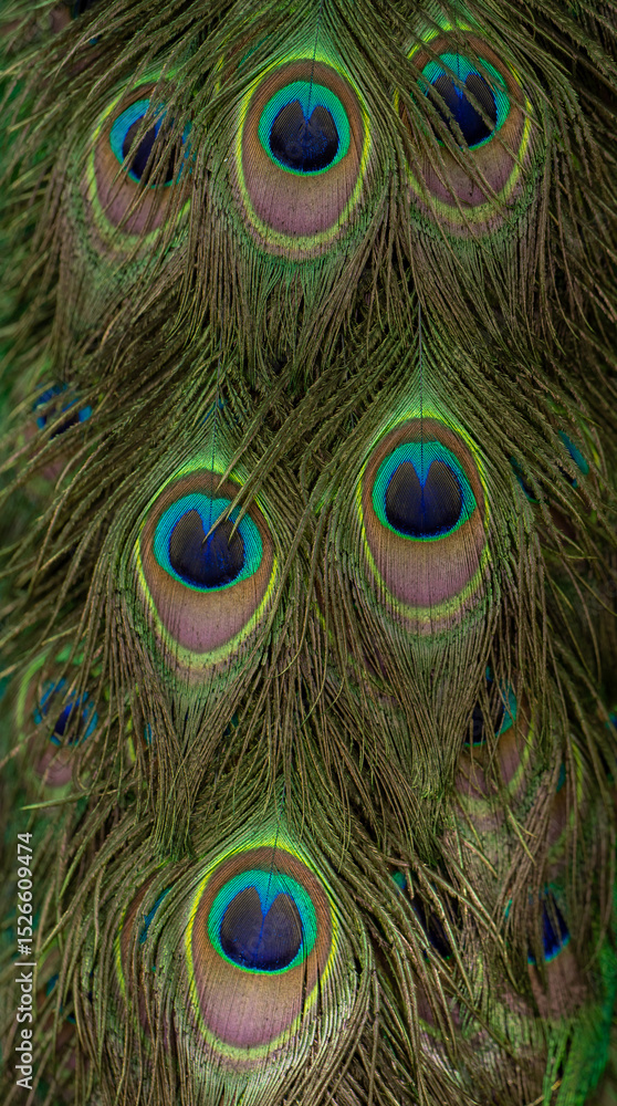 Fototapeta premium Peacock colorful feather background,close up of pretty peacock feathers