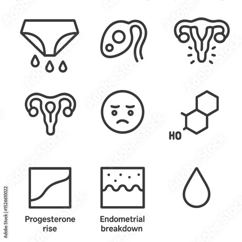 Menstrual Cycle Icons. Outline icon set of menstrual cycle phases: menstrual, follicular, ovulation, luteal, PMS, estrogen surge,