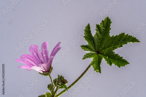Photography Lilac flower with its big green leaf coming out of the peduncle