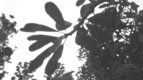 Shadow overlay, Mysterious dark natur background with plant shadow silhouette. spooky grey texture overlay for minimalist design element creating dramatic and eerie mood