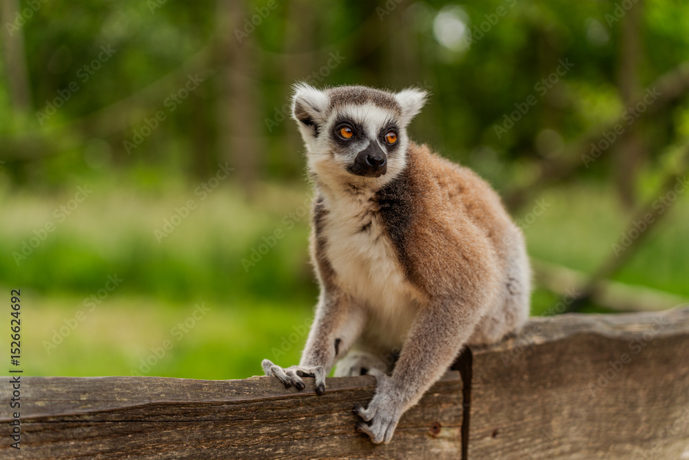 Obraz premium ring tailed lemur