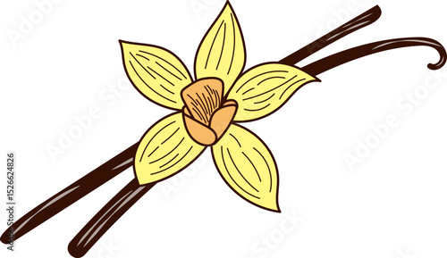 Simple, Line, Hand Drawn Vanilla Flower and Pods. For packaging, advertising, branding. Vector illustration