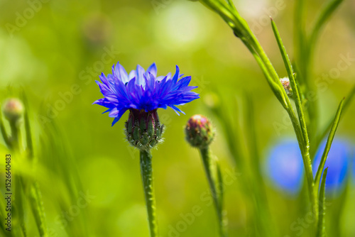 Cornflowers in the field