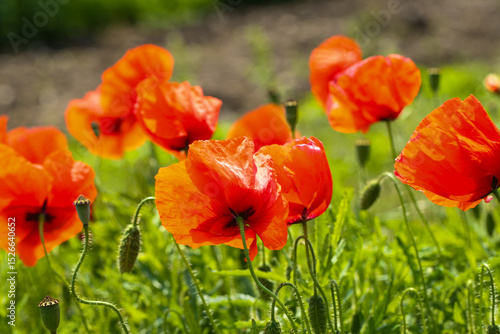 Poppies in the field