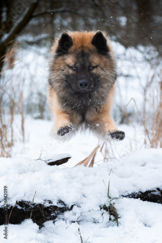 Fawn Eurasier Leaping Over Snowy Log While Looking at Camera – Vertical Portrait