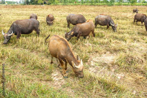 Many thai buffalo.A herd of buffalo is eating grass in the field.