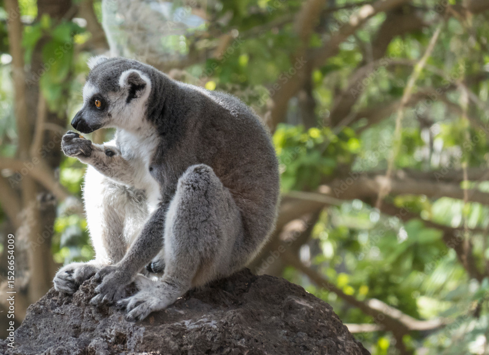 Fototapeta premium Close up of Ring Tailed Lemur, Lemur catta eating fruit, sitting on the rock. Selective focus, green tree background